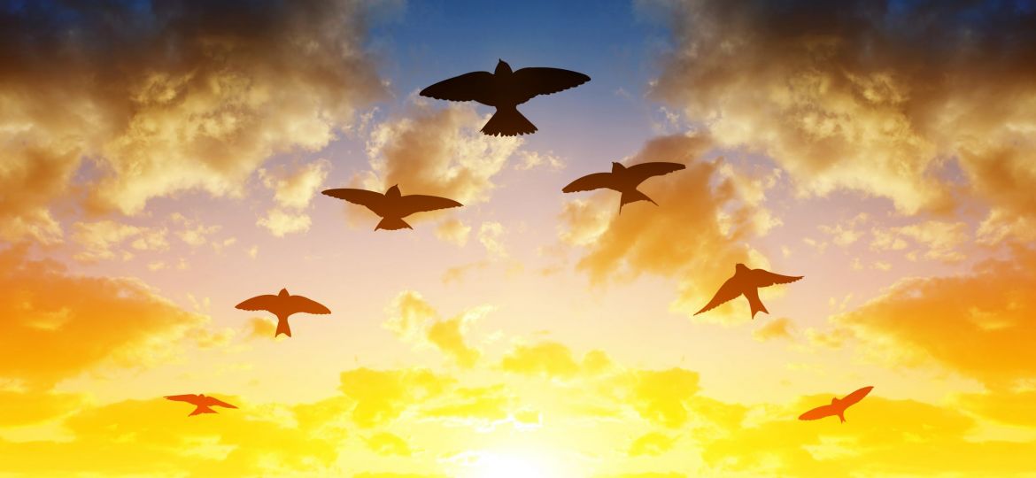 Silhouette flock of birds flying in V-formation at sunset.