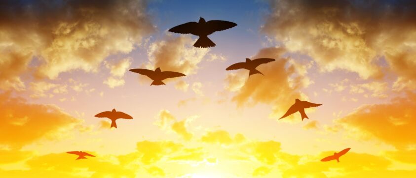 Silhouette flock of birds flying in V-formation at sunset.