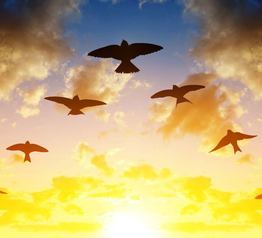 Silhouette flock of birds flying in V-formation at sunset.